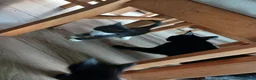 Mixed Breed cats for sale: Kittens for sale  in Solihull - Advert 6
