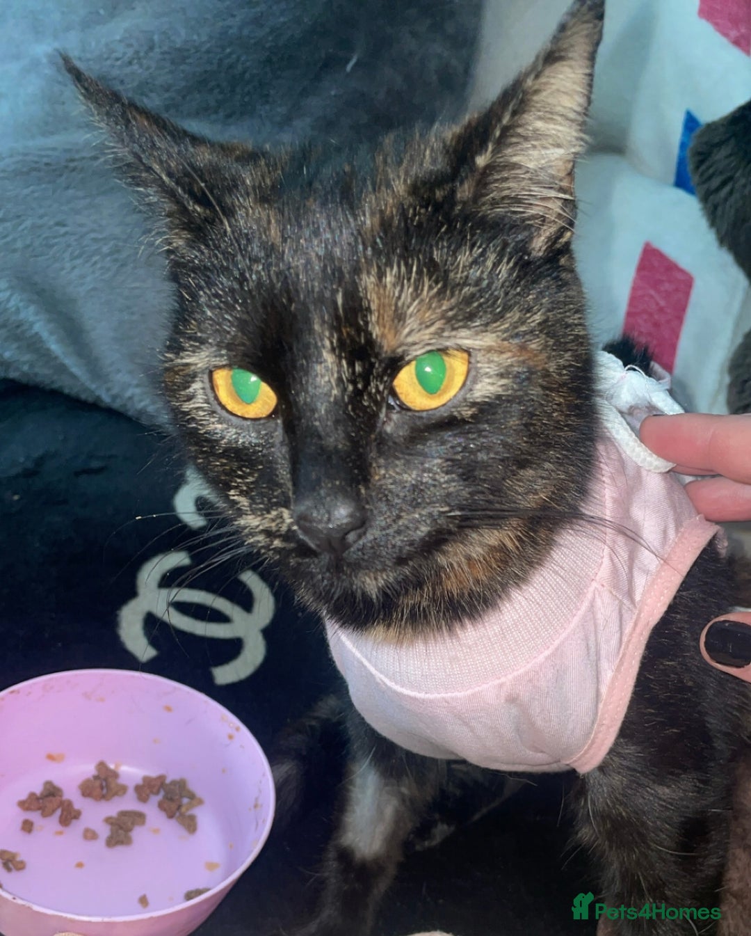 British Shorthair cats for sale: Cat for rehome - Image 1