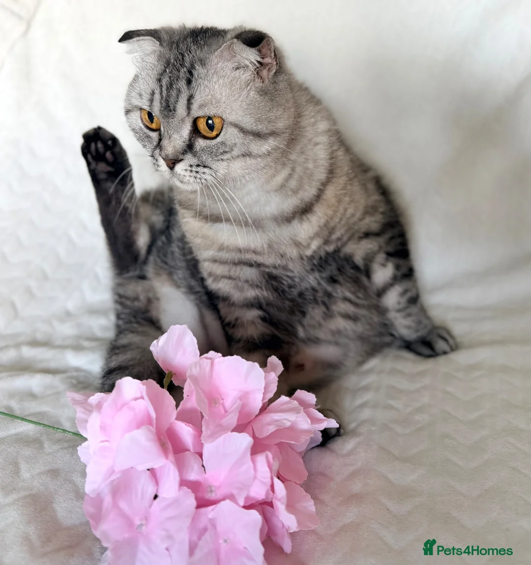 Scottish Fold cats for sale: Adorable Scottish Fold Kittens - Advert 8