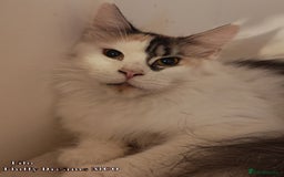 Maine Coon cats for sale: x2 Fluffy Boys from Fluffy Dreams MCO - Image 15