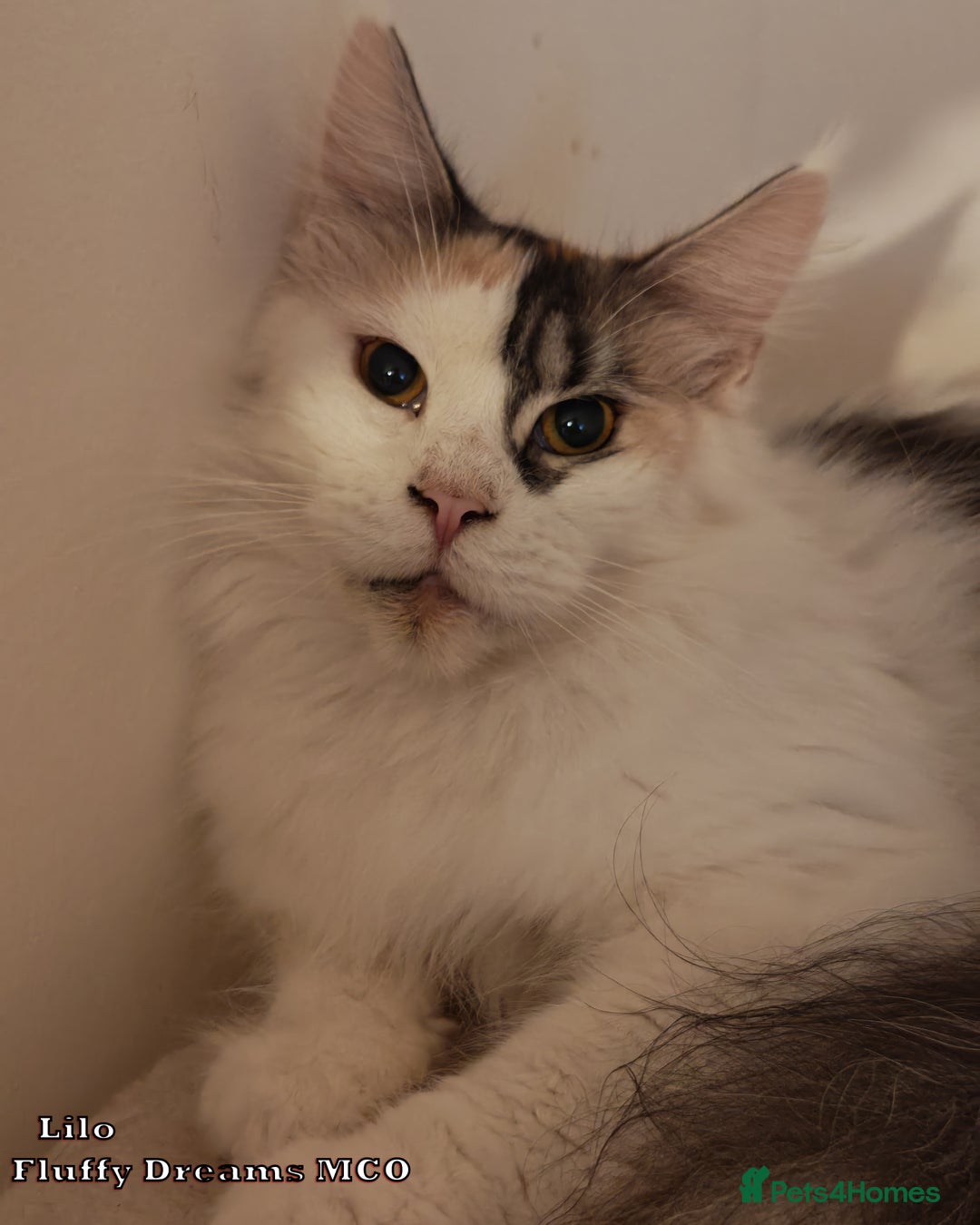Maine Coon cats for sale: x2 Fluffy Boys from Fluffy Dreams MCO - Image 15