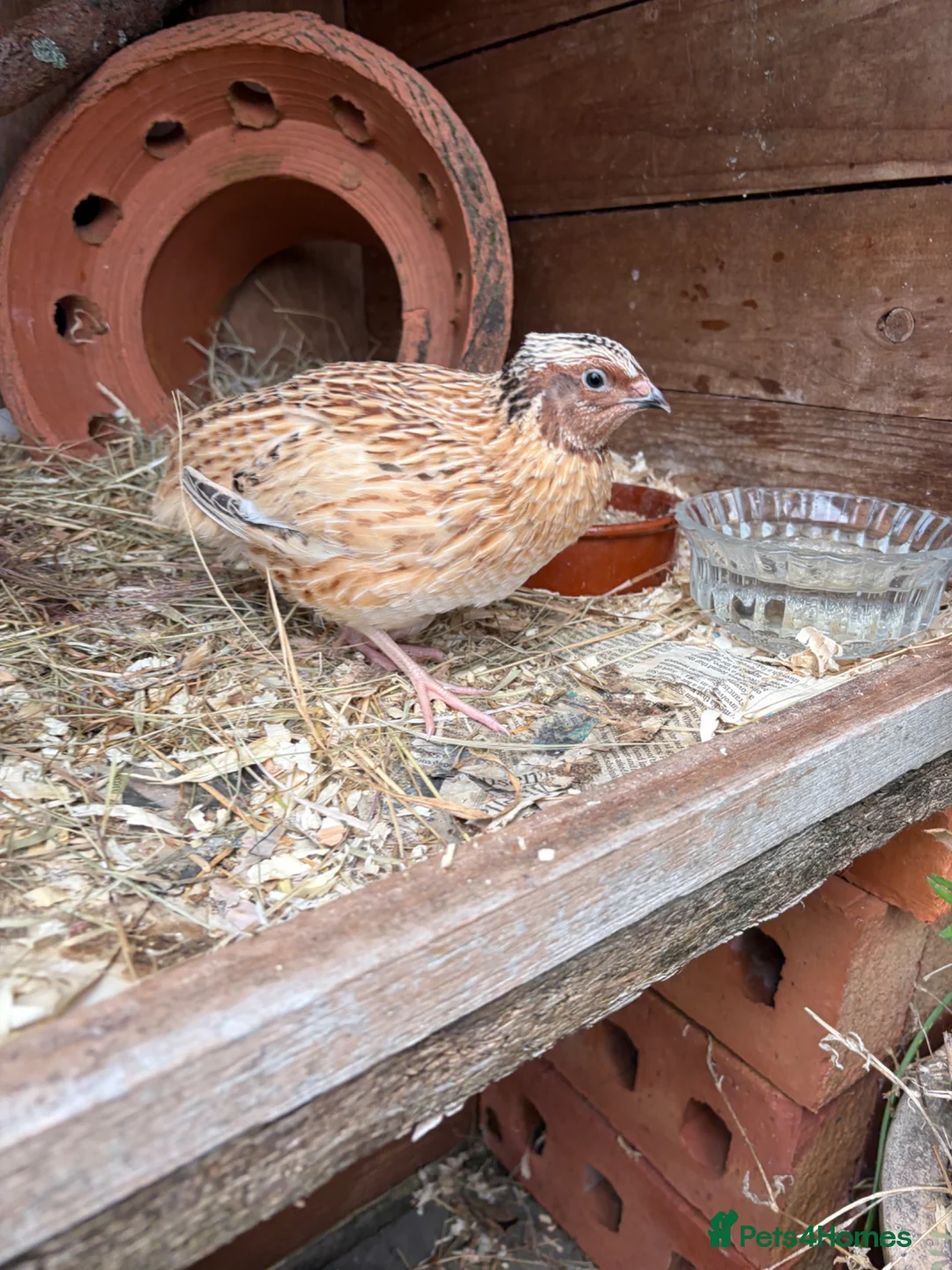 Quail poultry for sale: Two male quail  - Advert 2