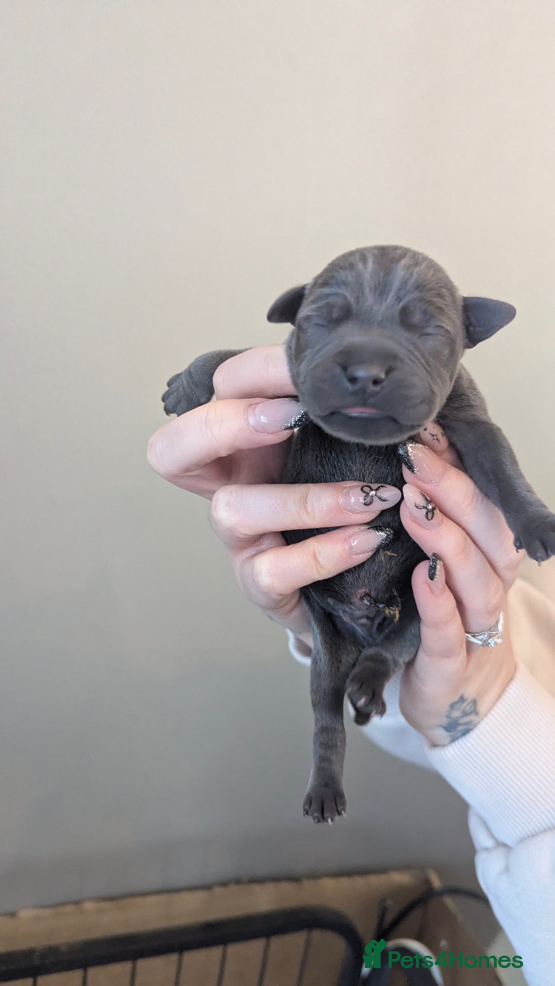 Staffordshire Bull Terrier dogs for sale: Beautiful KC reg Staffordshire bull terriers - Advert 38