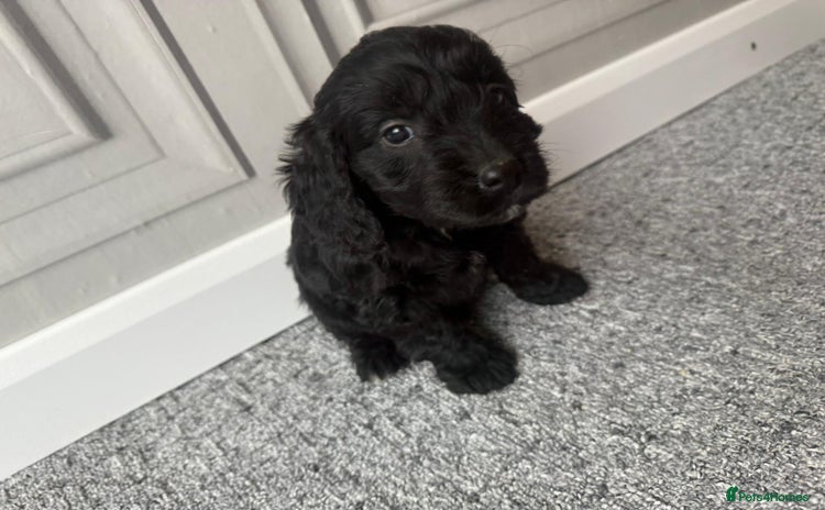 Cockapoo dogs - Advert 2