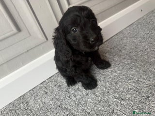 Cockapoo dogs - Advert 5