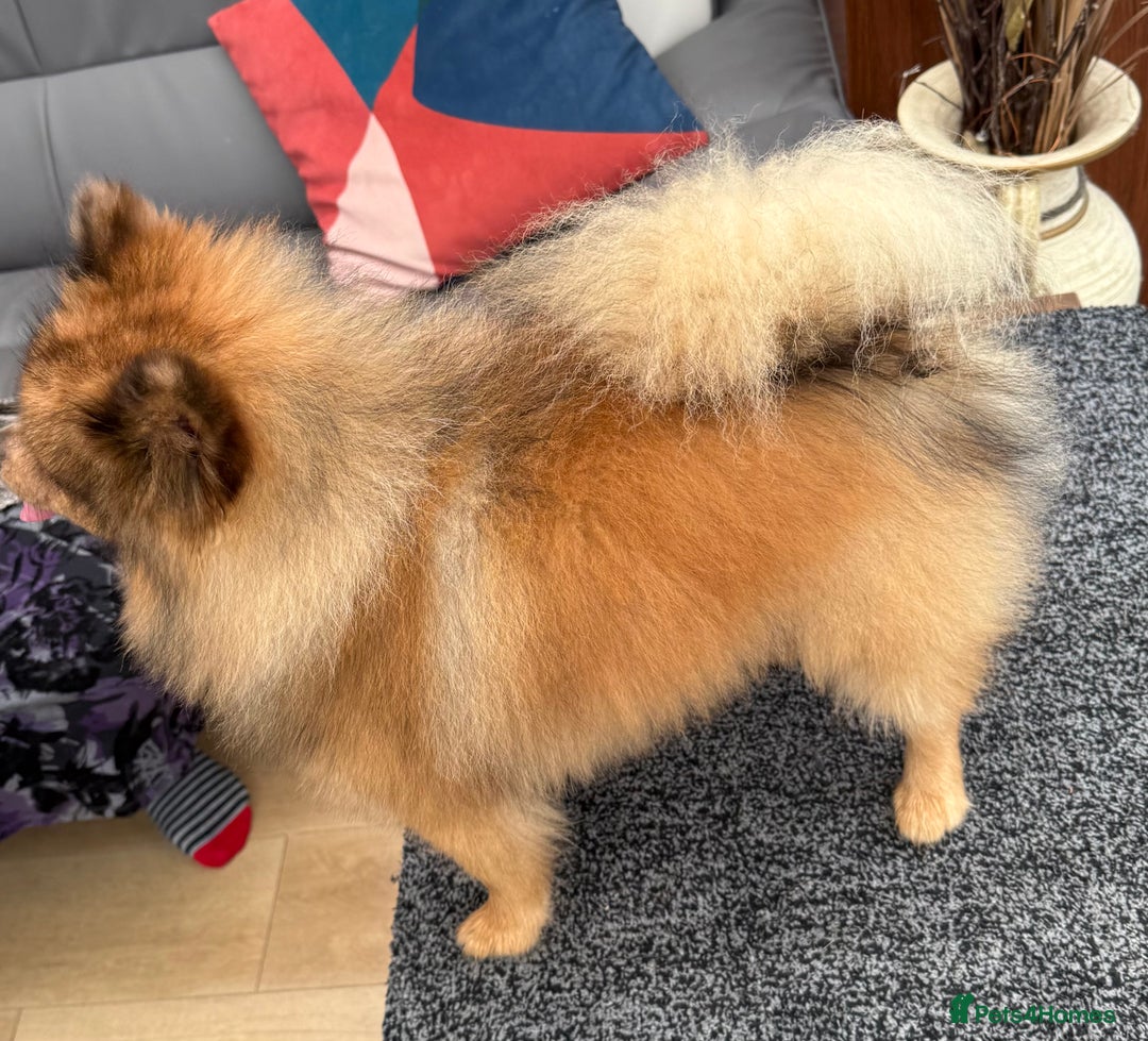 Pomeranian dogs for sale: Very fluffy Orange Sable Pomeranian boy  - Advert 24