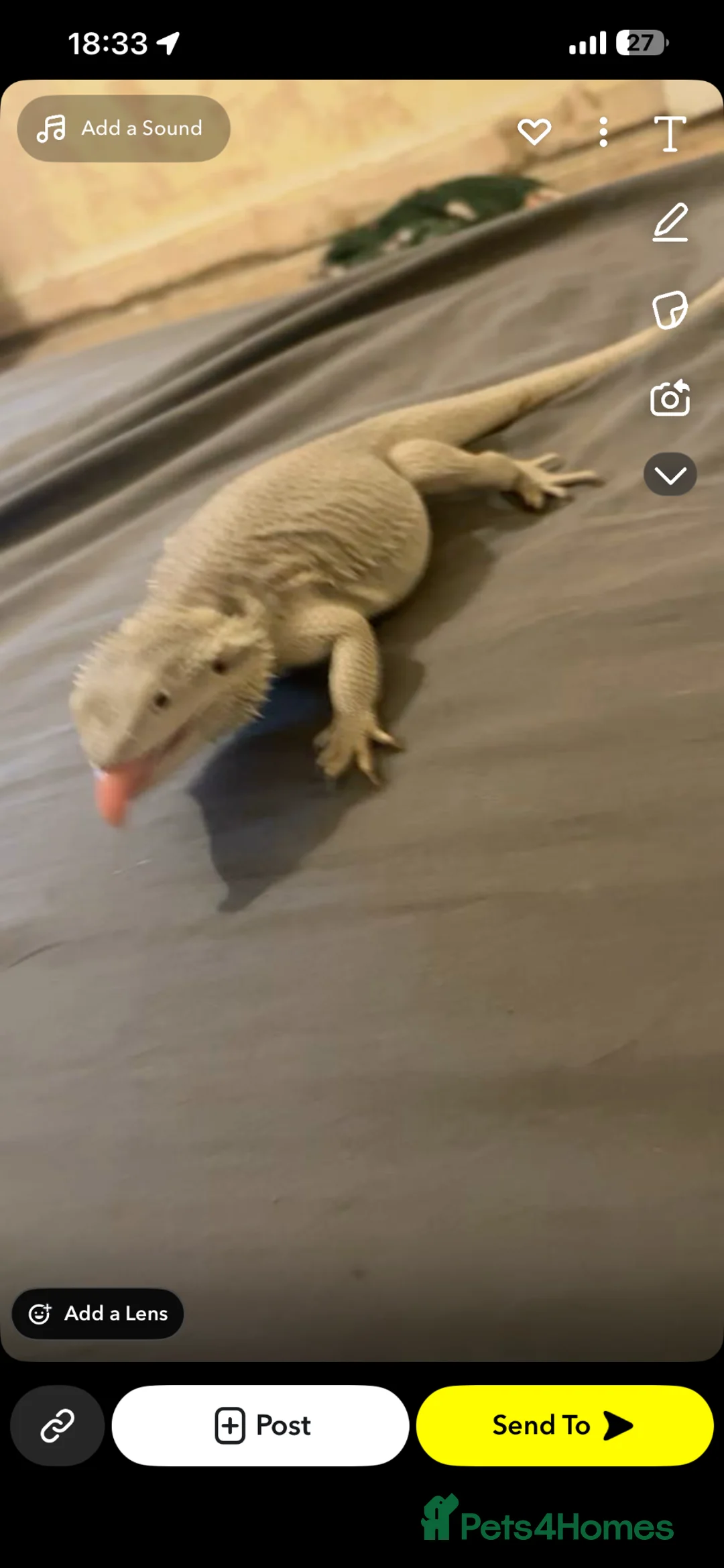 Bearded Dragon reptiles for sale: Hyper zero bearded dragon rare in Tipton - Advert 1