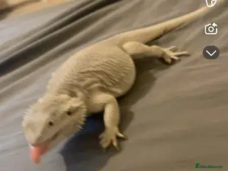 Bearded Dragon reptiles Hyper zero bearded dragon rare - Advert 7