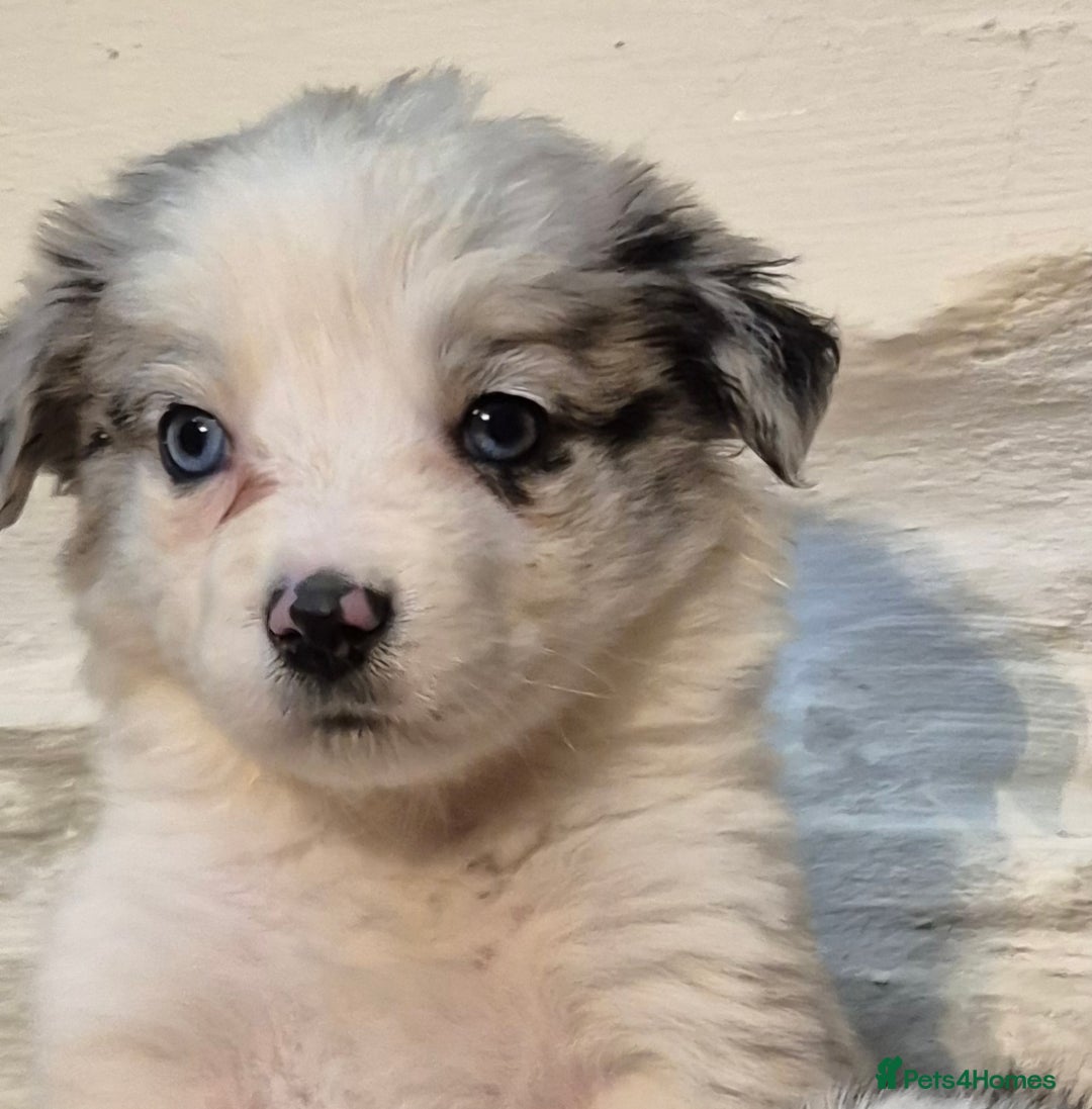 Border Collie dogs for sale: Blue Merles puppies  - Advert 21