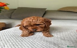 Cavapoo dogs for sale: Beautiful Litter Of F2b Cavapoos - Image 18