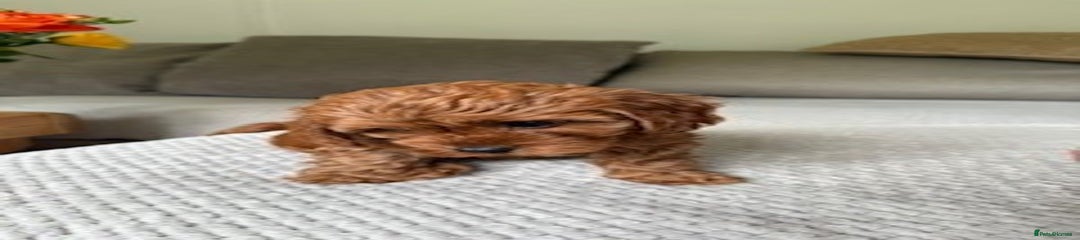 Cavapoo Puppy 3