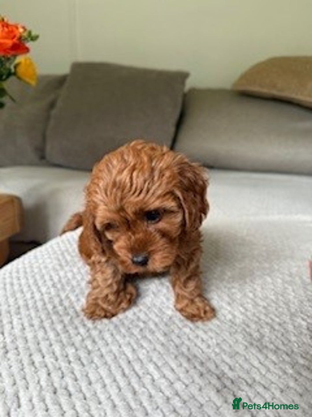 Cavapoo dogs for sale: Beautiful Litter Of F2b Cavapoos - Image 18