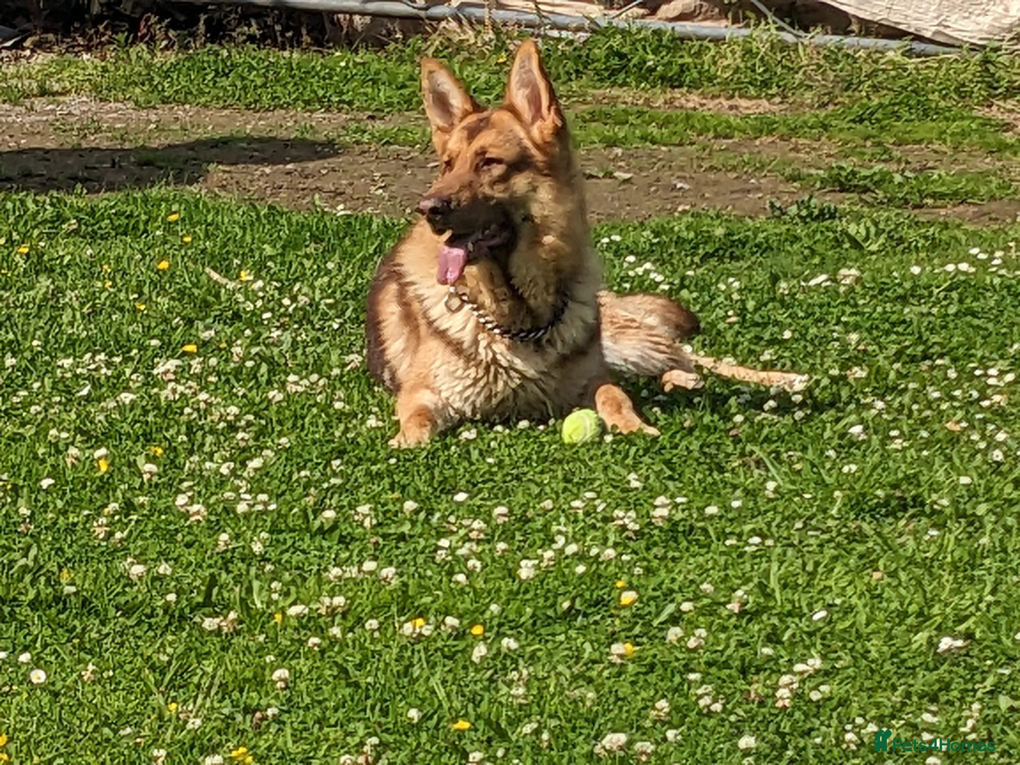 Dog