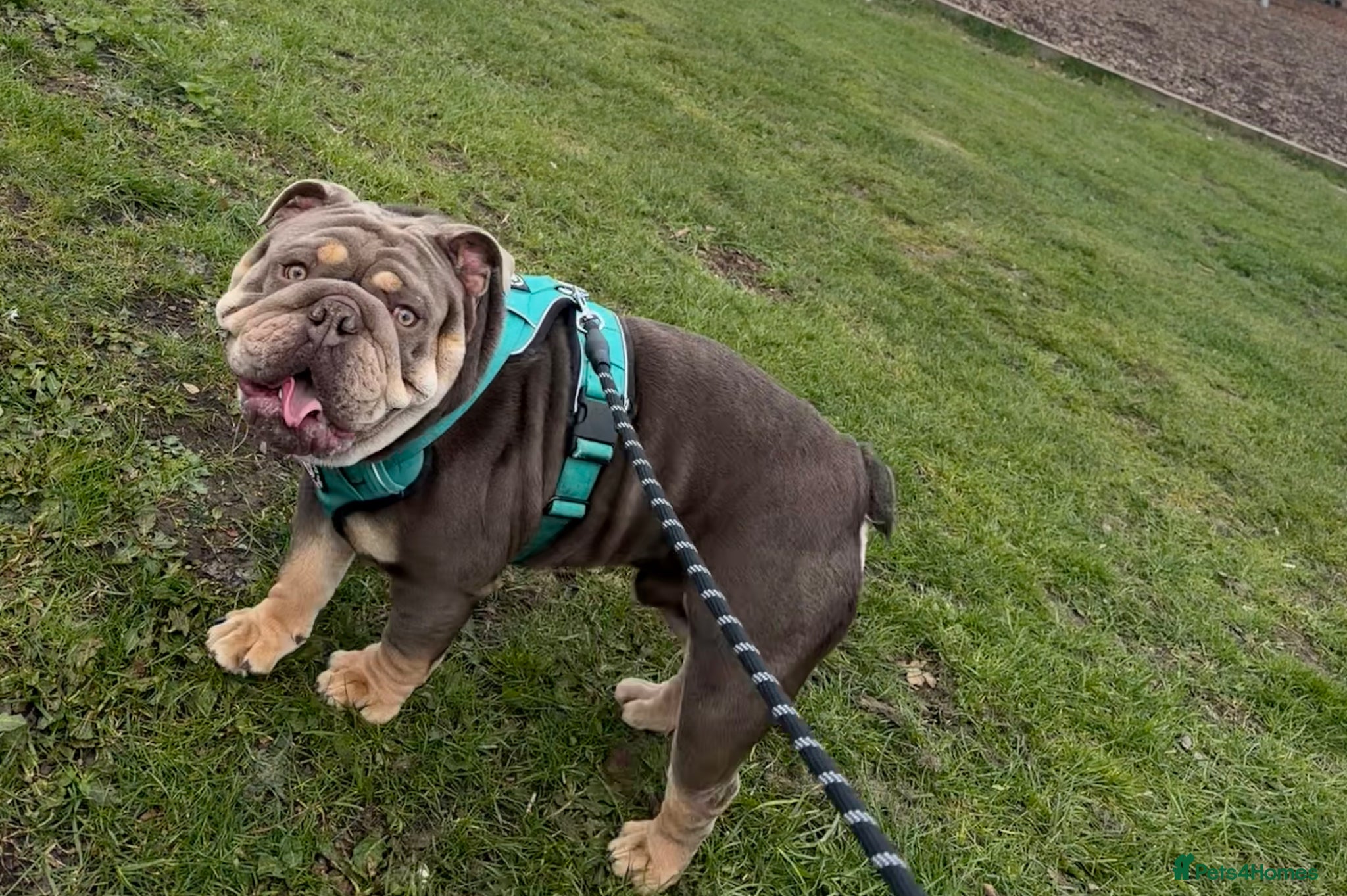 English Bulldog dogs My handsome boy Simba ready for stud. - Advert 1