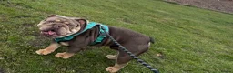 English Bulldog dogs for stud: My handsome boy Simba ready for stud. in Sunderland - Advert 1