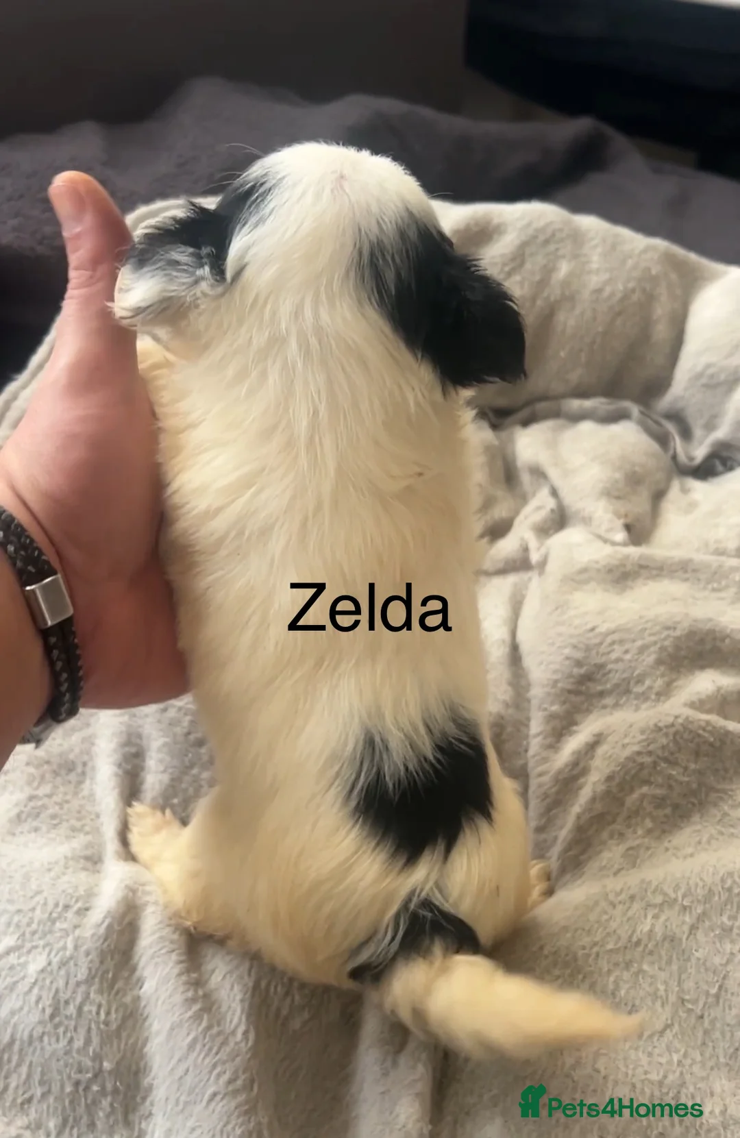 Biewer Terrier dogs for sale: Beautiful Biewer terrier puppies for sale  - Advert 16