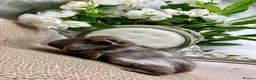 Guinea Pig rodents for sale: 16 Guinea pigs for sale 🩵Boys  - Advert 11