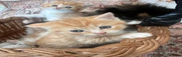 Persian cats for sale: Persian x British short haired  in Canterbury - Advert 12