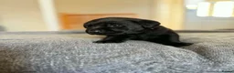 Labrador Retriever dogs for sale: KC Registered Labradors  - Advert 11