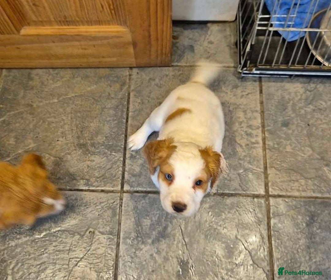 Cocker Spaniel dogs for sale: Cocker Spaniel Puppies  - Image 3