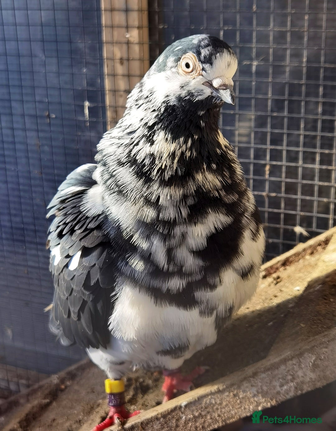 Gallery Image {{count}}