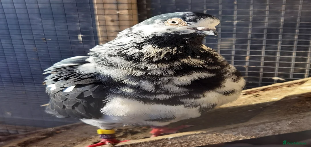 Gallery Image {{count}}