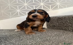 Cocker Spaniel dogs for sale: Beautiful Cocker Spaniel Puppies. - Advert 6