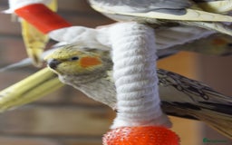Cockatiels birds for sale: Young Cockatiels - Image 27