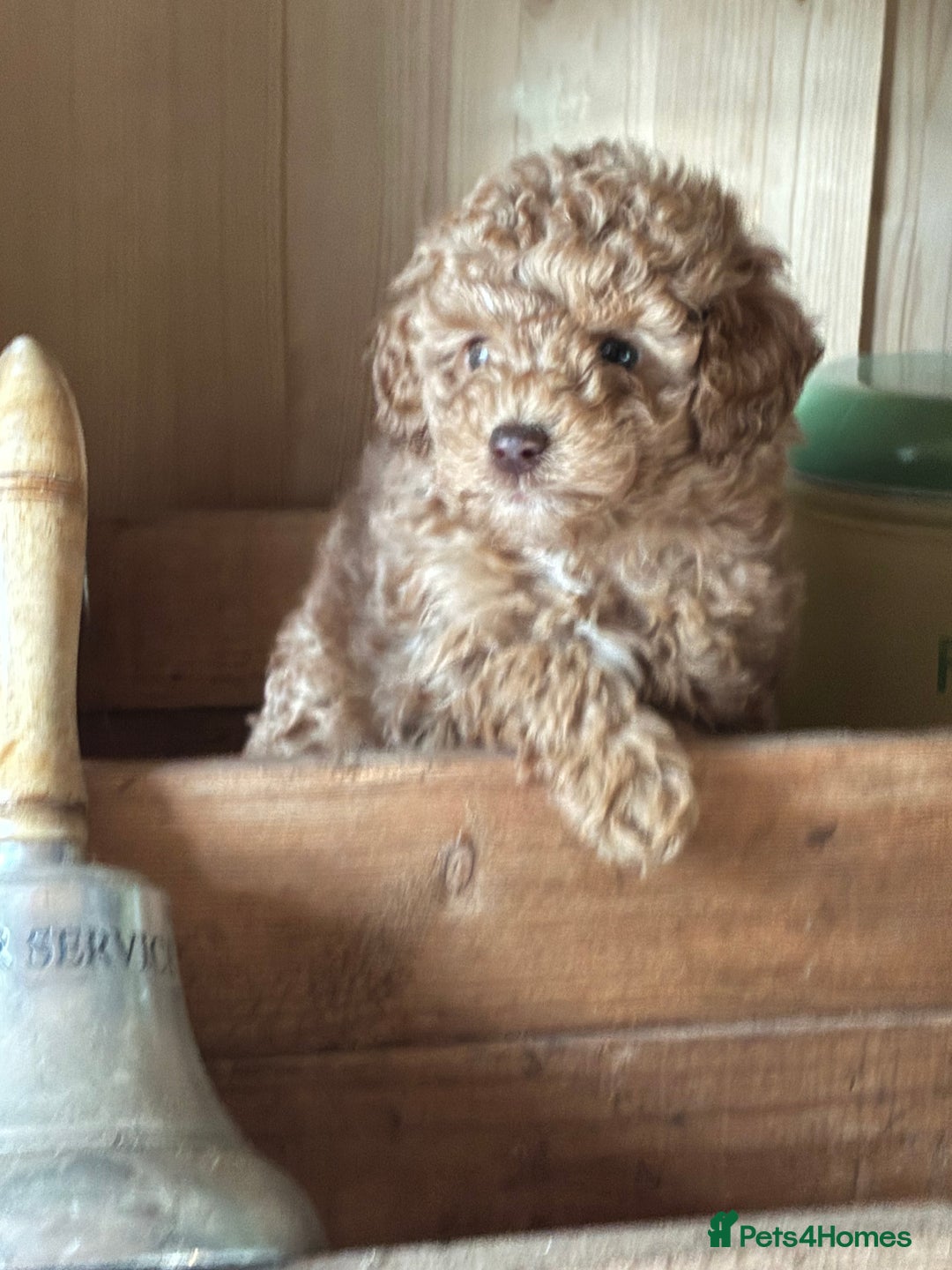 Toy Poodle dogs for sale: Red and Apricot Tiny Toy Poodles - Ready Soon - Advert 2