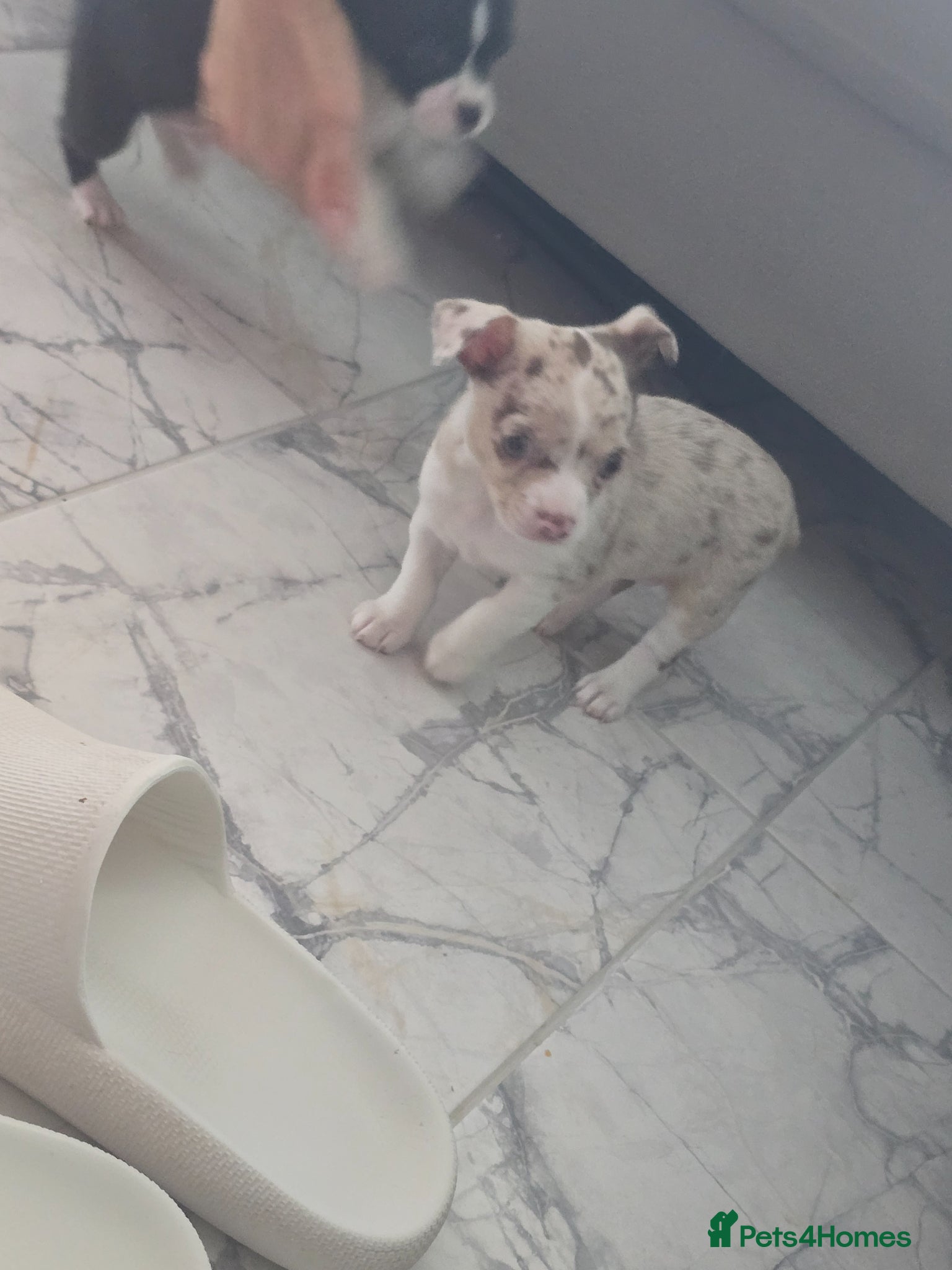 Chihuahua dogs Chiuhuhua cap short-haired - Advert 1