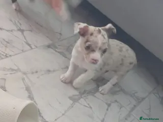 Chihuahua dogs Chiuhuhua cap short-haired - Advert 1