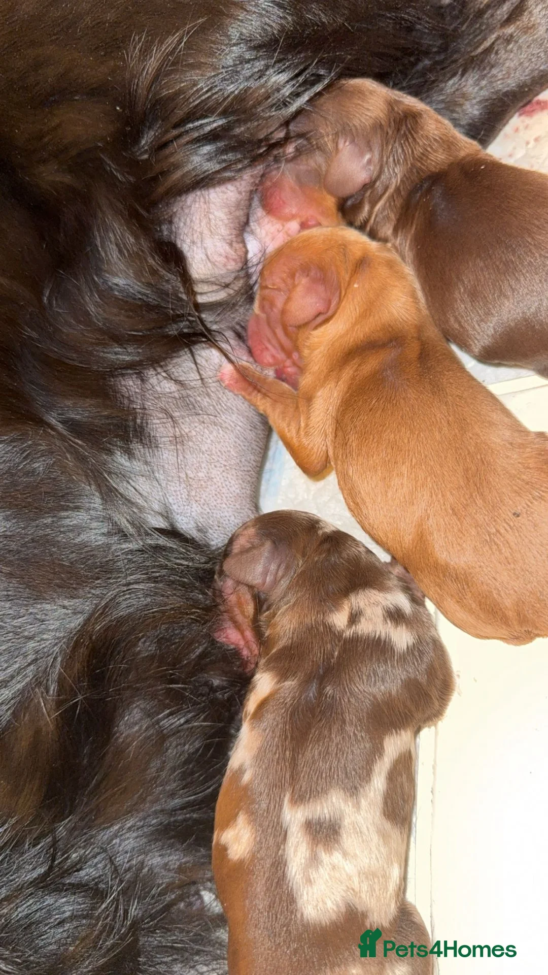 Cockapoo dogs for sale: Exceptional cockapoo puppies  - Advert 16