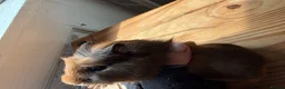 Guinea Pig rodents for sale: 2 Abyssinian x Rex and 3 teddy x Cali sows ready  - Advert 1