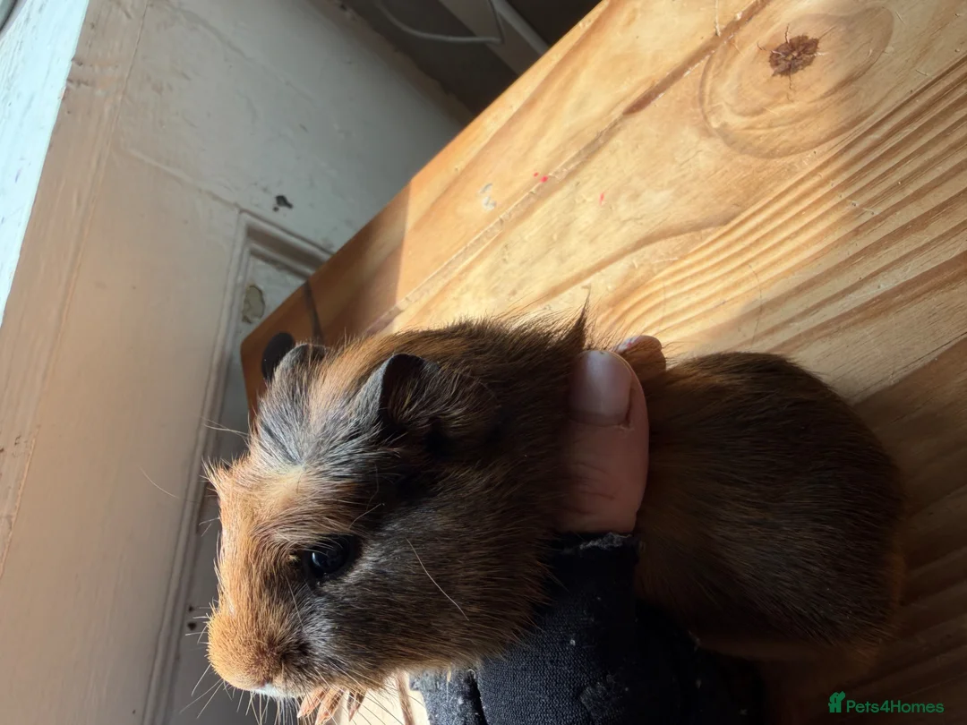 Guinea Pig rodents for sale: 2 Abyssinian x Rex and 3 teddy x Cali sows ready  - Advert 1