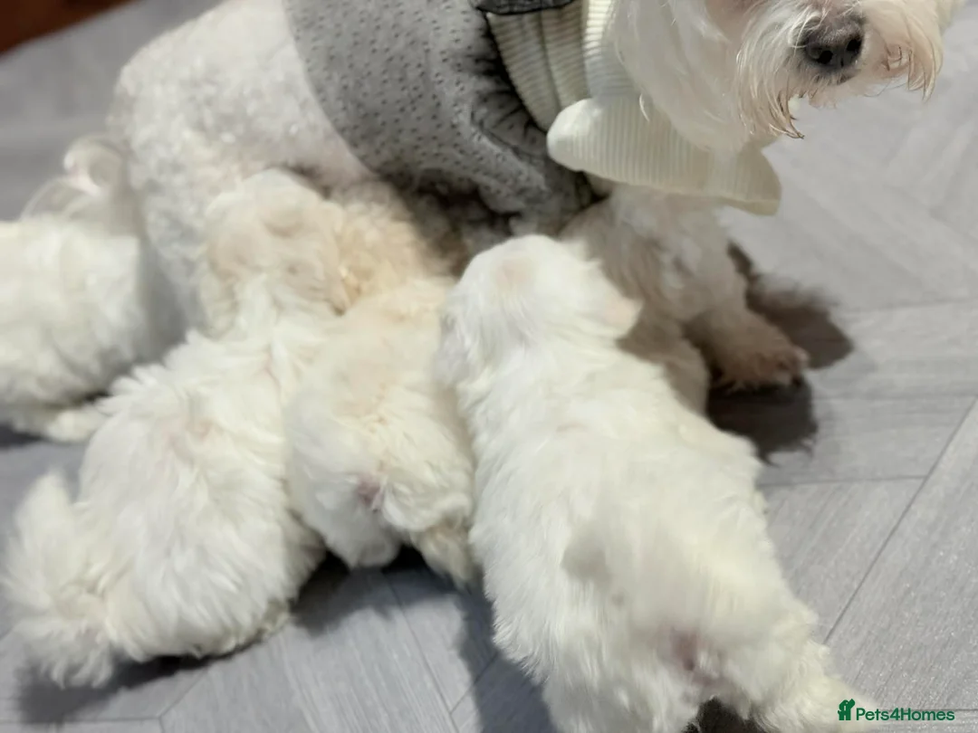 Maltese dogs for sale: Maltese puppies  - Advert 4