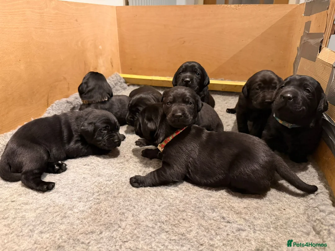Labrador Retriever dogs for sale: 8 beautiful chunky black KC registered puppies - Advert 16