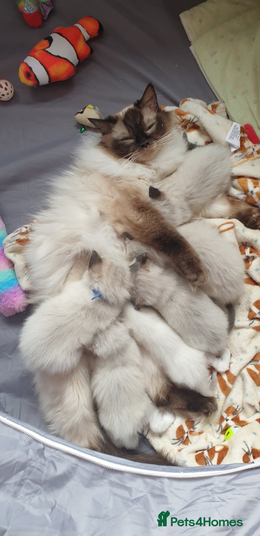 Ragdoll cats Gorgeous Ragdoll Girls - Advert 6