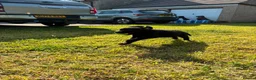 Labrador Retriever dogs for sale: Labrador puppies - Advert 9