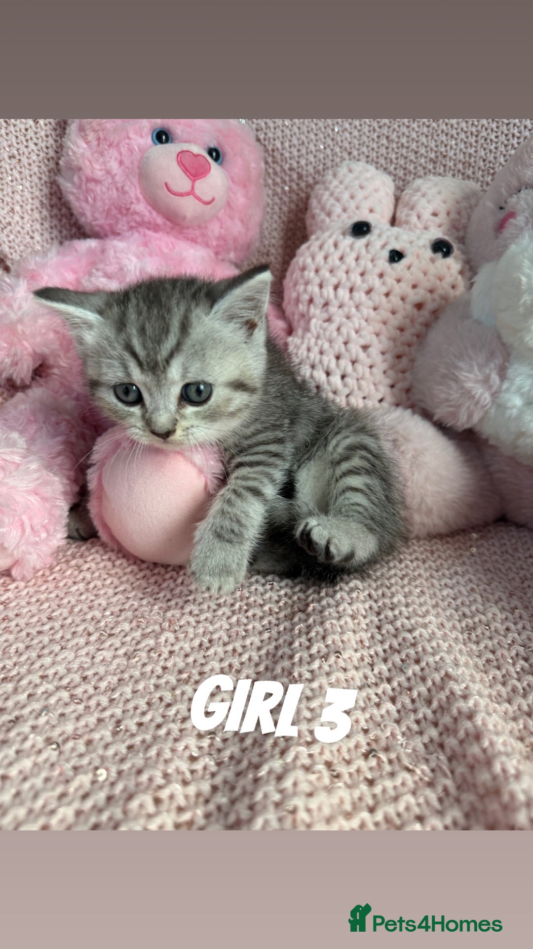 British Shorthair cats for sale: *stunning* silver tabby British short haired  - Image 15