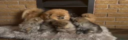 Pomeranian dogs for sale: ✨ Exclusive Teddy Bear Face Pomeranian Puppies ✨ - Advert 40