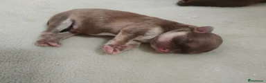 Chihuahua 1