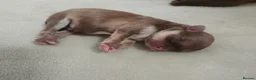 Chihuahua dogs for sale: Three stunning long coat puppies  - Advert 7