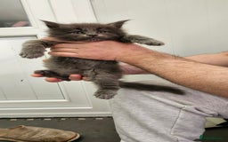 Maine Coon cats for sale: Giants TICA and GCCF Maine Coon registered  - Image 8