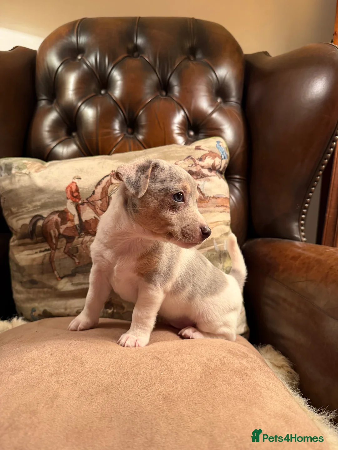 Jack Russell dogs for sale: Perfect Blue and Blue Merle Jack Russell Puppies - Advert 30