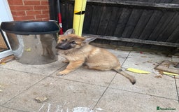 German Shepherd dogs for sale: German shepherd puppy  - Image 1