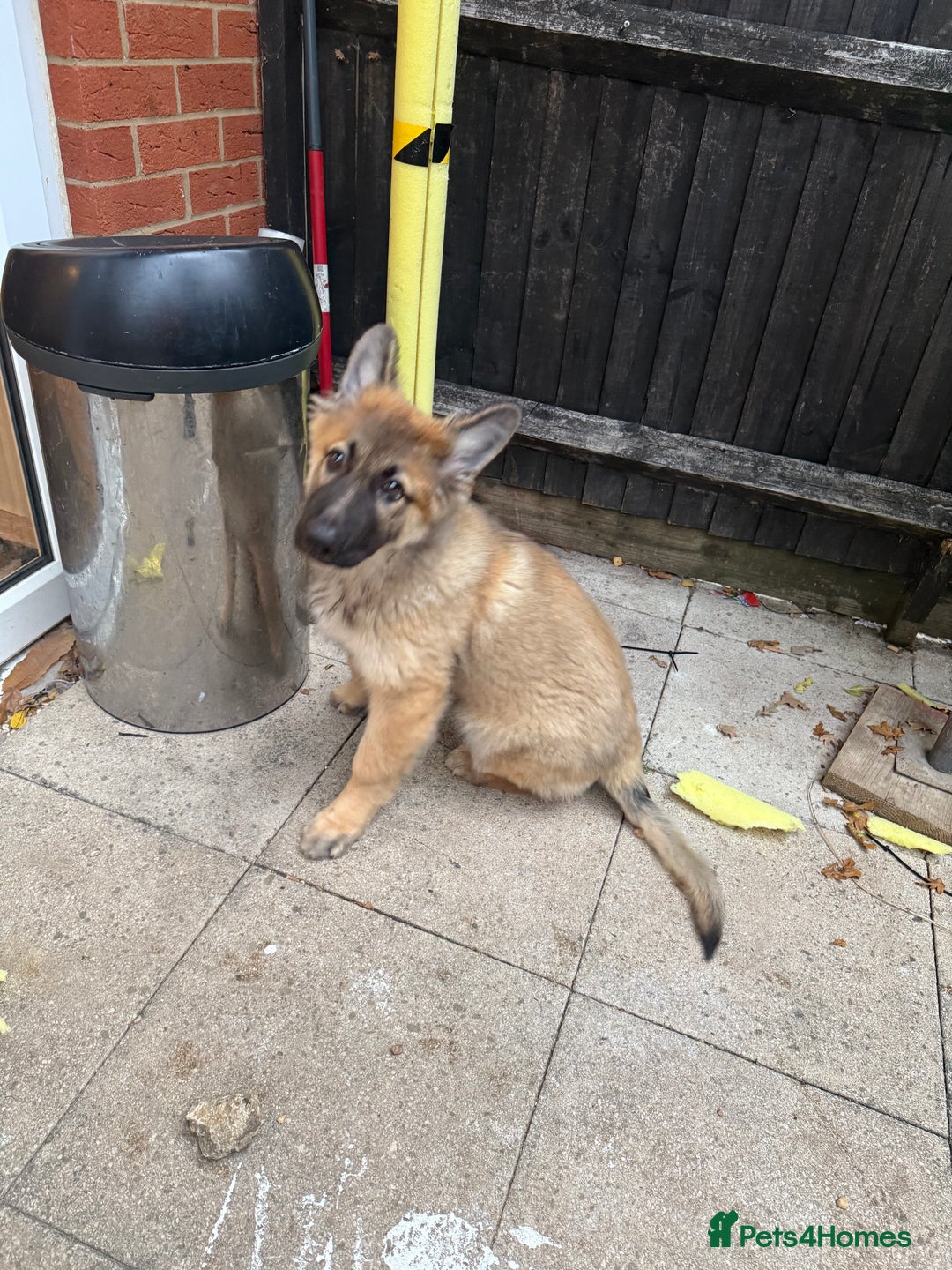 German Shepherd dogs for sale: German shepherd puppy  - Image 1