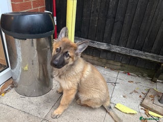 German Shepherd dogs - Advert 1