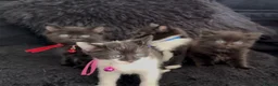 Mixed Breed cats for sale: Beautiful kittens  - Advert 21