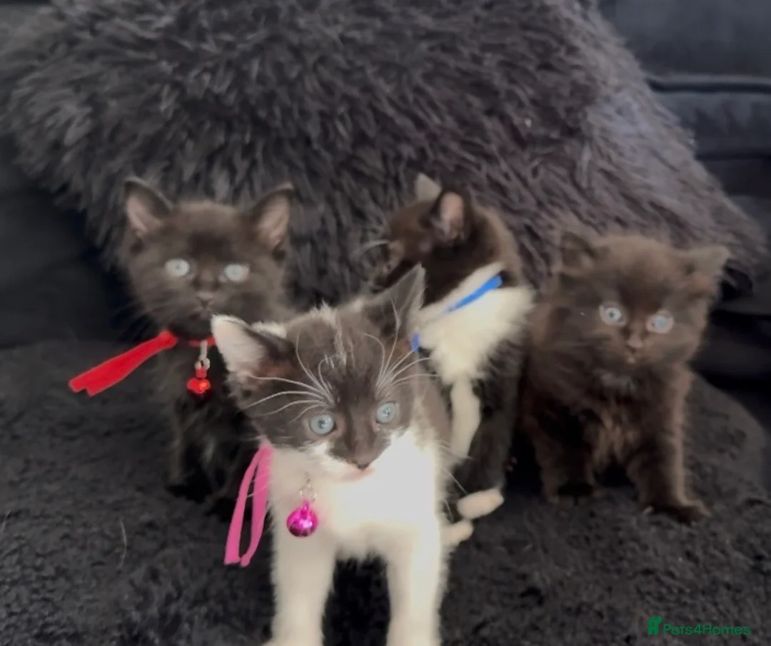 Mixed Breed cats for sale: Beautiful kittens  - Advert 21