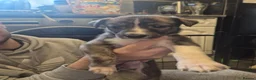 Mixed Breed dogs for sale: Mix breed lurcher and border collie - Advert 2